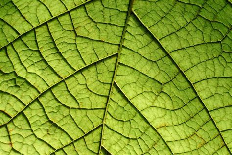 Closeup Of A Leaf - Free Texture