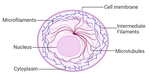 Cytoskeleton : Definition, Function & Structure