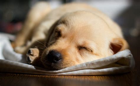 Puppy Sleeping Wallpapers on WallpaperDog