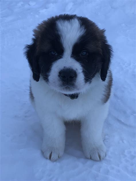 St. Bernard puppy training. : r/stbernards