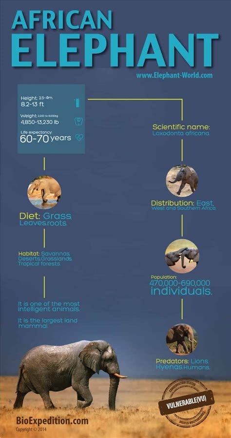 African Elephant Infographic - Elephant Facts and Information