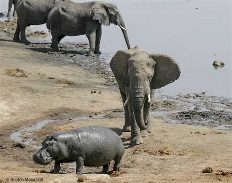 Hippo and Elephant Confrontation in Hwange National Park, Zimbabwe