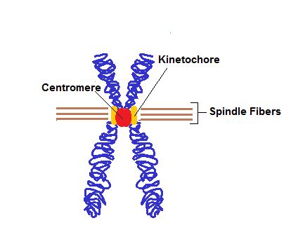 Centromere | Definition, Function & Structure - Lesson | Study.com