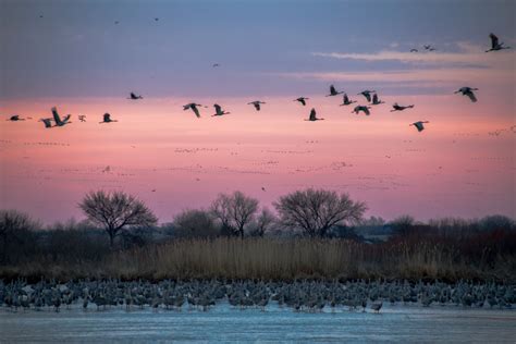 How to See the Sandhill Crane Migration in Nebraska