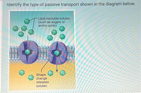 Solved Identify the type of passive transport shown in the | Chegg.com