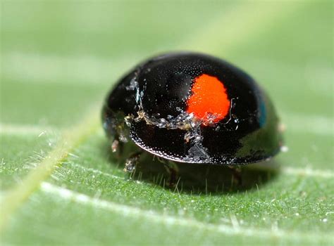 Black Ladybug - Learn About Nature