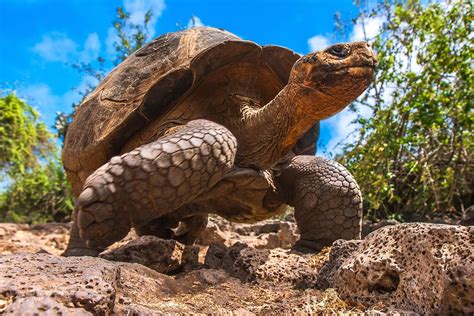 The Slowest Animals In The World - WorldAtlas