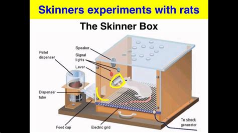 Skinner Operant Conditioning Diagram