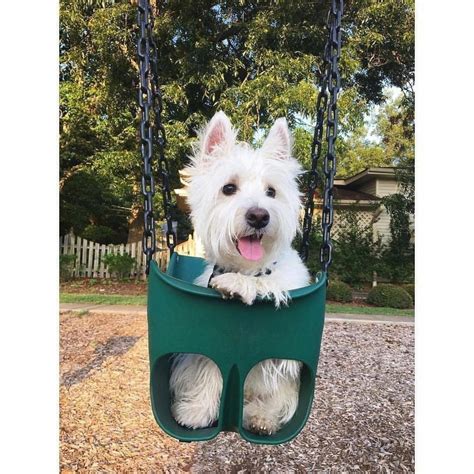 Obedient sponsored dog lovers additional info | Westie puppies, Westie ...