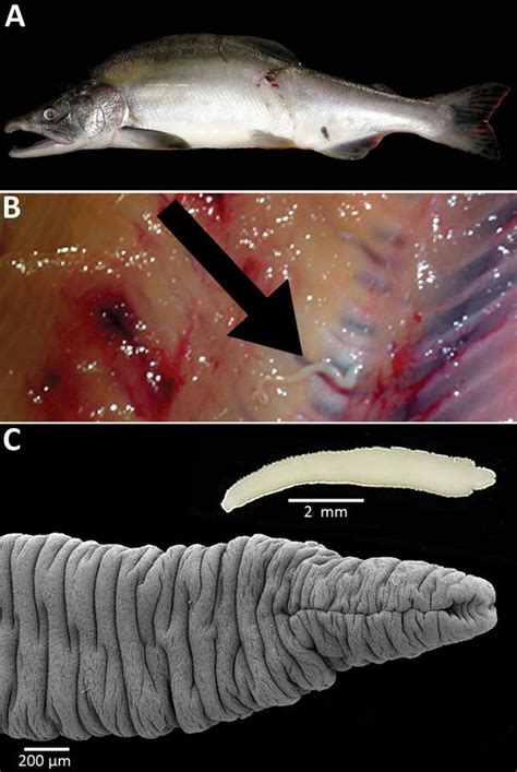 Tapeworm from Asian waters identified in Southcentral Alaska salmon ...