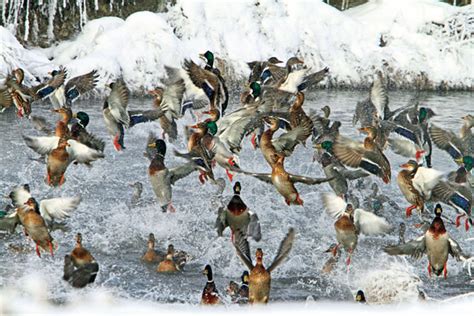 Read & React: Are Duck Migration Patterns Changing? - Wildfowl