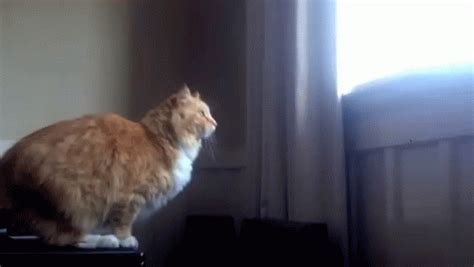 Pet Animal Cat Fail | GIF | PrimoGIF