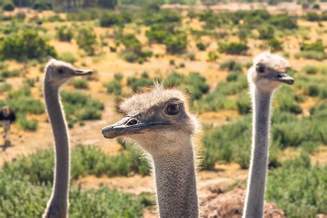 What Are The Differences Between An Emu And An Ostrich? - WorldAtlas