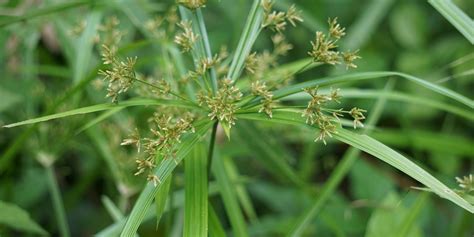 How to Kill Nutgrass: Control And Kill Nutsedge Or Nutgrass