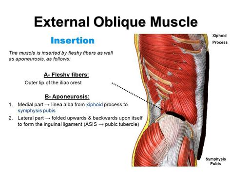 External oblique muscle, origin and insertion Forms the inguinal ...