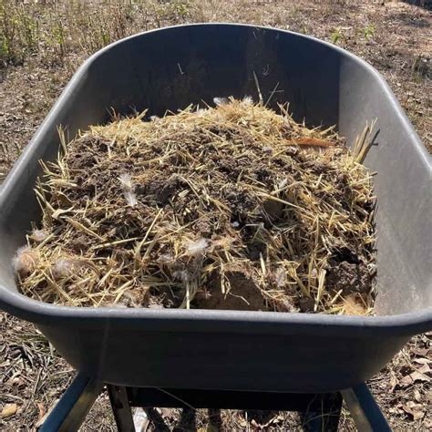 4 Easy Steps to Compost Chicken Manure