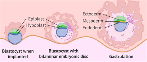 Embryo implantation and gastrulation