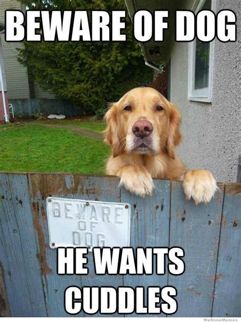 Hilarious Dog Memes