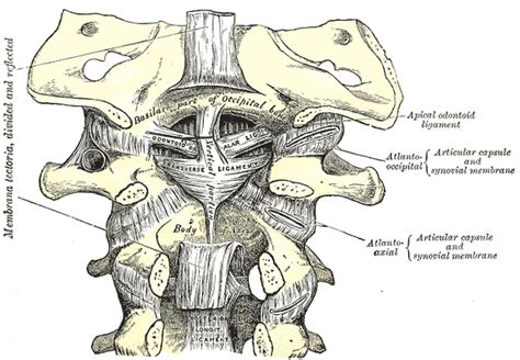 Alar ligaments - Physiopedia