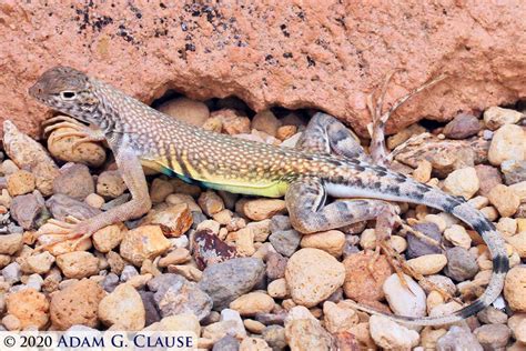 Western Zebra-tailed Lizard - Callisaurus draconoides rhodostictus