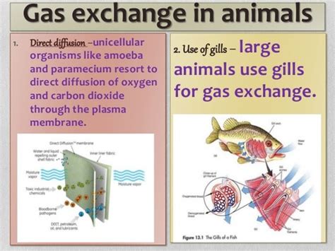 2.g Gas Exchange in Plants Flashcards | Quizlet