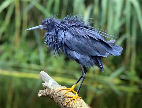 Black Egret . ..... ruffling the feathers ...... | A rare si… | Flickr