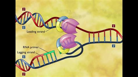 DNA Replication 3D Animation - YouTube