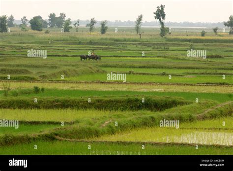 A rice field in Tarai, Nepal Stock Photo - Alamy