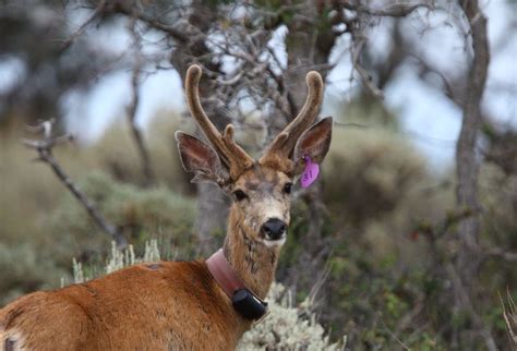 Rare antlered female deer spotted in Utah | WRGB