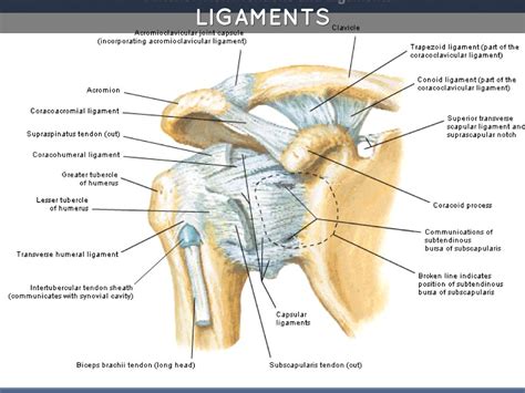 Ball And Socket Joint Anatomy