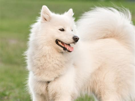 Long-Haired Dogs - Top 7 Most Popular Breeds (2021)