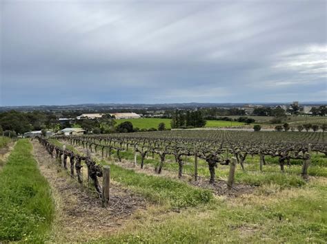 Barossa Valley guide 2022 - The Cheeky Vino wine blog