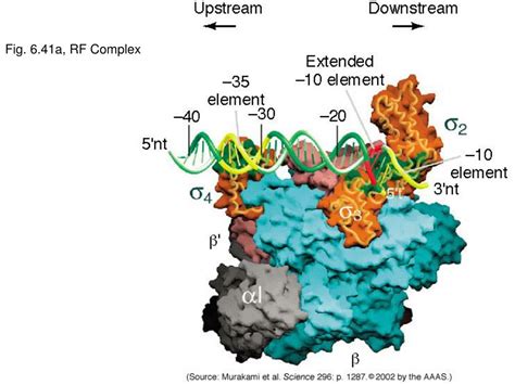 PPT - E. coli RNA polymerase (redux) PowerPoint Presentation, free ...