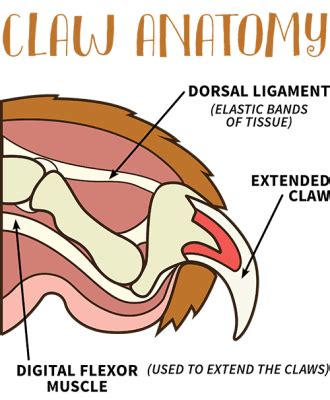 claw-anatomy | Groomer to Groomer