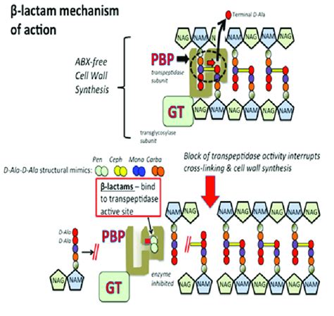 Mechanism of action of β-lactam. | Download Scientific Diagram