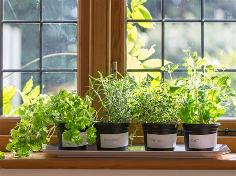 Growing Herbs Indoors: How To Grow Herbs Indoors