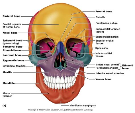 Human Anatomy Pearson Blank Skull Jennifer Brown | Skull anatomy, Axial ...