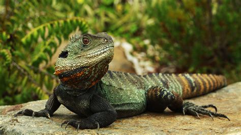 Australian Water Dragon Reptiles And Amphibians, Mammals, Common Wombat ...