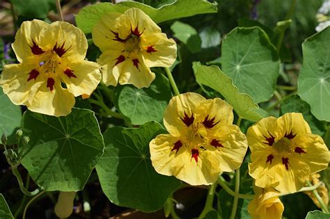 15 of the Best Nasturtium Varieties | Gardener’s Path