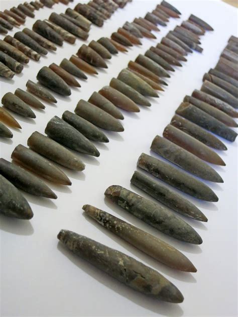 belemnites | Rocks and fossils, Fossils, Fossil