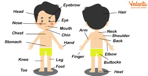 Body Parts Names: A Fun Learning Guide for Kids