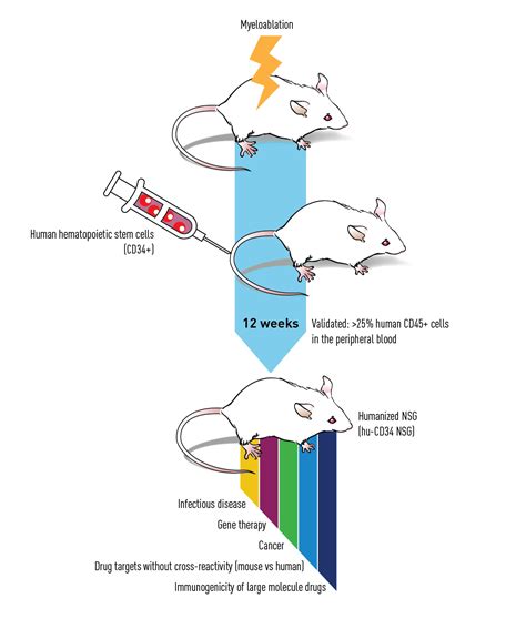 CD34+ Humanized Mice - Immunology Services | The Jackson Laboratory