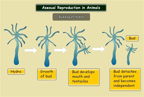 Budding Of Asexual Reproduction |Genetic Engineering Info