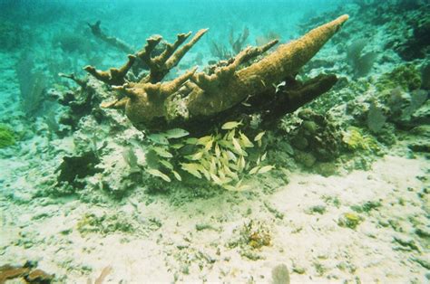 San Pedro, Belize - Snorkeling Scuba Dive next time ;) | Belize ...