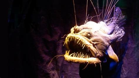 Male deep-sea anglerfish attach themselves to the females during sexual ...