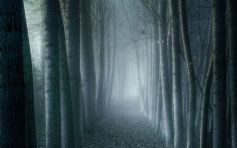 Dark Foggy Forest Wallpapers - Top Free Dark Foggy Forest Backgrounds ...