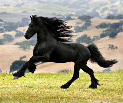 583 best Horse Breeds: Friesian Horses images on Pinterest | Friesian ...