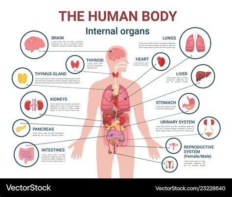 Human Body Main Organs Diagram ~ 'the Main Organs Of The Human Body' A4 ...