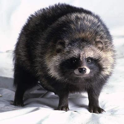 Tanuki Animal