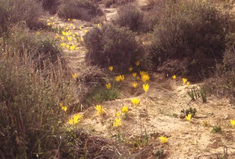 Negev Desert Botanical Garden